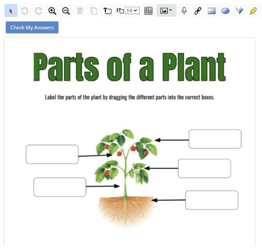 Parts of a Plant Worksheet