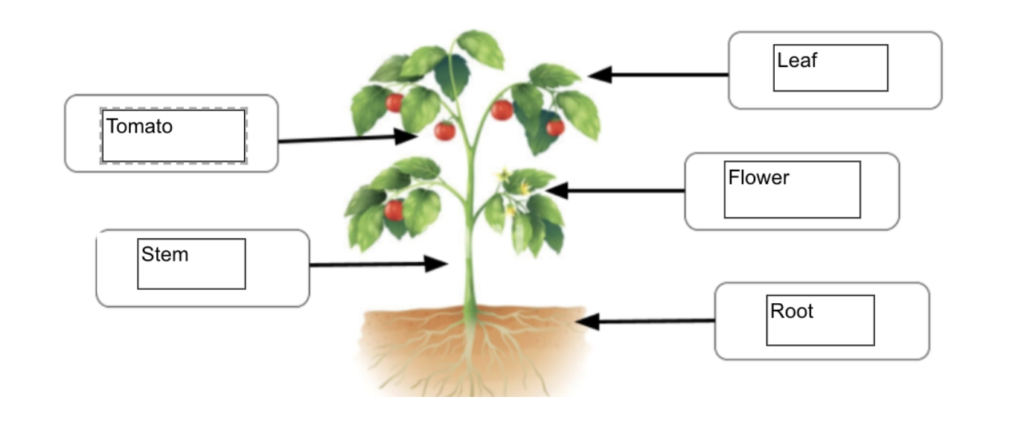 parts of a plant drop zone worksheet