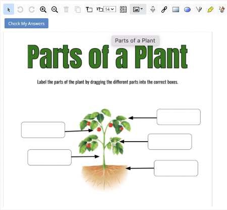 Interactive worksheets