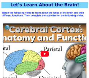 A science exercise related to the brain and anatomy. Video exercise Video material Mathematics exercise English language Study Material Classwork studio